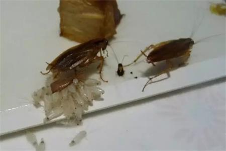 如何杀死蟑螂卵？